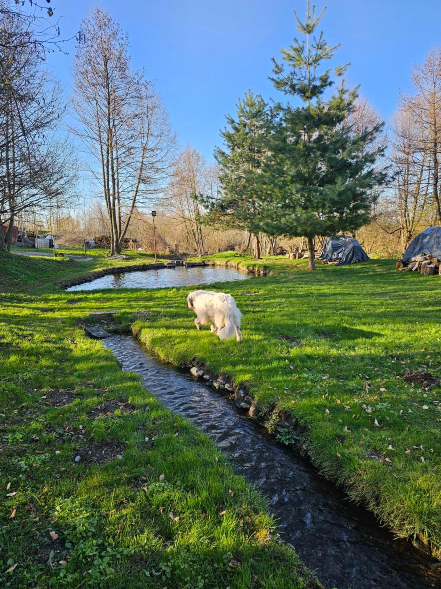 Casa De Vacanta Marin Arpaşu de Sus Dış mekan fotoğraf